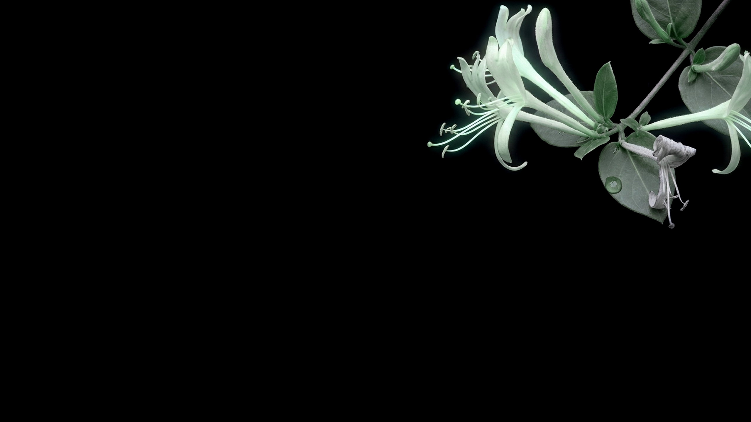 A honeysuckle branch fluorescing under ultraviolet light